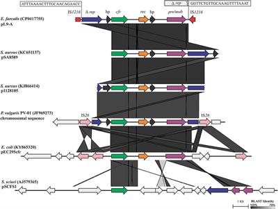 Coexistence of the Oxazolidinone Resistance–Associated Genes cfr and optrA in Enterococcus faecalis From a Healthy Piglet in Brazil